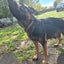 German Shepard X Lab pups Carousel 13