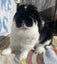 Pedigree Minature Lop Carousel 2