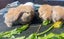 Adorable Purebred Minilop Babies - Ready May Carousel 3