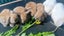 Adorable Purebred Minilop Babies - Ready May Carousel 4