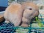 Adorable Purebred Minilop Babies - Ready May Carousel 5