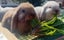 Adorable Purebred Minilop Babies - Ready May Carousel 1