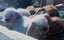 Adorable Purebred Minilop Babies - Ready May Carousel 6