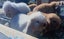 Adorable Purebred Minilop Babies - Ready May Carousel 7