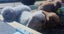 Adorable Purebred Minilop Babies - Ready May Carousel 8