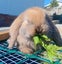 Adorable Purebred Minilop Babies - Ready May Carousel 9