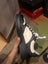 Gucci GG Embossed Sneaker 'Black White' original size 44 UK 10 Carousel 3