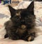 LONELY MIAOW KITTEN - TRUELY Carousel 1