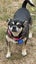 Pug x chihuahua Carousel 1
