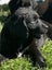 Designer Springador Puppies Carousel 7