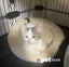 LONELY MIAOW KITTEN - BRIOCHE Carousel 1
