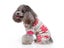 Dog Clothes Pet Clothes Carousel 5