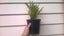 Cuphea Purple- Large (10cm pots) Carousel 2