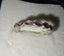 Pandora Silver Jewellry Collectio Carousel 9