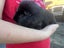 2 x male guinea pigs for adoption/sale Carousel 6