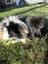 2 x male guinea pigs for adoption/sale Carousel 4