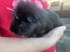 2 x male guinea pigs for adoption/sale Carousel 5