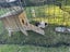 2 x male guinea pigs for adoption/sale Carousel 13