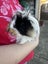 2 x male guinea pigs for adoption/sale Carousel 7