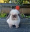 Purebred Mini Lop Carousel 1