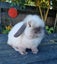 Purebred Mini Lop Carousel 3