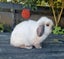 Purebred Mini Lop Carousel 4