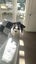 Clyde - Looking for a new home Carousel 4