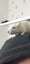 2 Young Male Rats + cage + food + toys Carousel 6