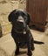 Black Labrador needs new home Carousel 1
