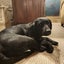 Black Labrador needs new home Carousel 2