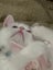 Pure White Ragdoll Kittens – 5 Weeks Old – Females Carousel 5