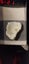 Fossilized Oyster from New Zealand Carousel 1