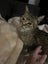 FOUND-Elderly tabby cat Carousel 3