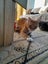 Brave Paws Cat Rescue - Cat - Buddy Carousel 6
