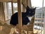 Brave Paws Cat Rescue - Cat - Timmy (ADHD) Carousel 11