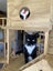 Brave Paws Cat Rescue - Cat - Timmy (ADHD) Carousel 13