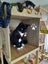 Brave Paws Cat Rescue - Cat - Timmy (ADHD) Carousel 14