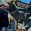 English Staffordshire bull terrier Pups Carousel 1