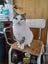 Brave Paws Cat Rescue - Cat - Eep! Carousel 3