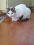 Brave Paws Cat Rescue - Cat - Eep! Carousel 9
