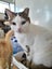 Brave Paws Cat Rescue - Cat - Eep! Carousel 7