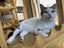 Brave Paws Cat Rescue - Cat - Eep! Carousel 4