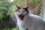 Brave Paws Cat Rescue - Cat - Eep! Carousel 8