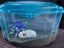 Fish tank with accessories and 4 goldfish Carousel 2
