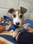 Rescue pups Carousel 2