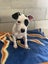 Rescue pups Carousel 3