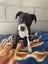 Rescue pups Carousel 4