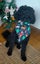 5 year old cavoodle for adoption Carousel 3