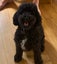5 year old cavoodle for adoption Carousel 4