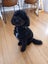5 year old cavoodle for adoption Carousel 1